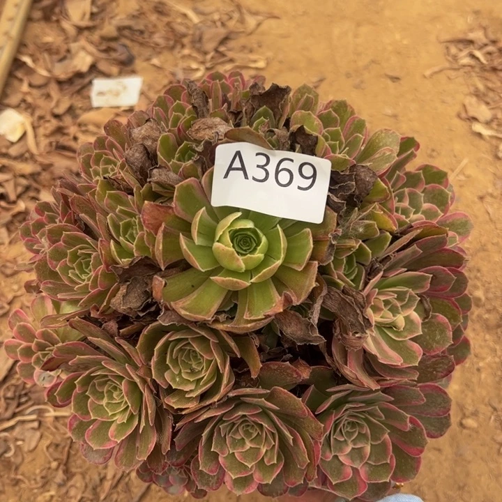 安娜多肉植物369