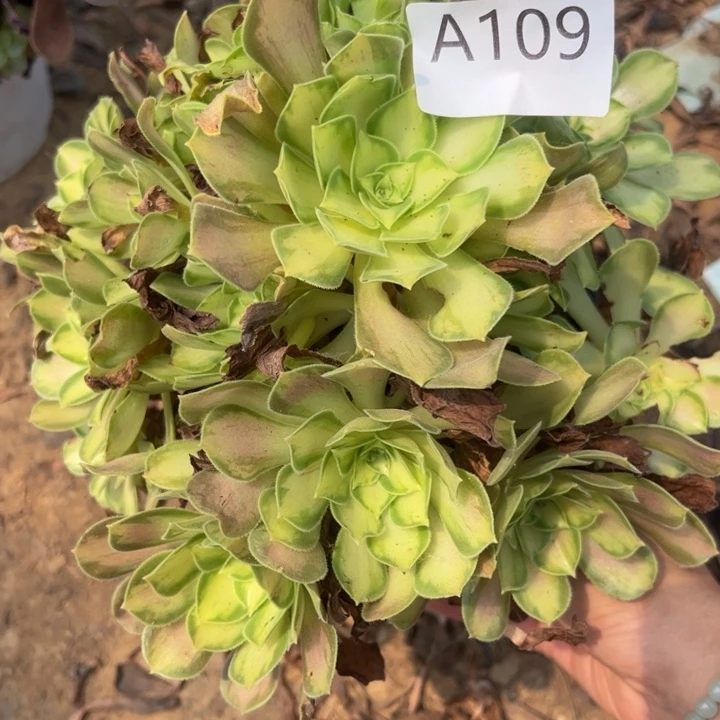 韶华多肉植物109