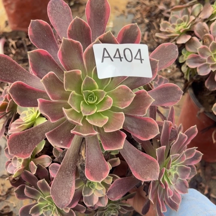 金丝却多肉植物404