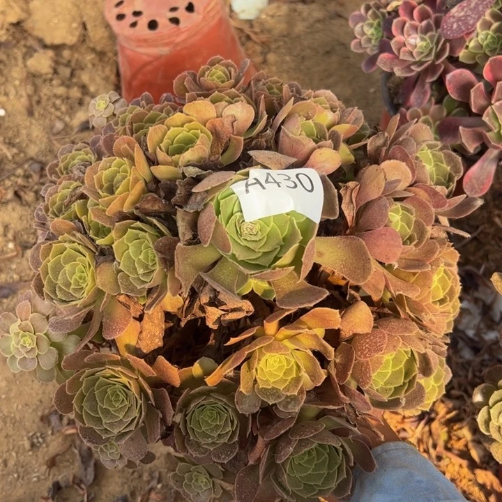 荷兰玫瑰多肉植物430微瑕