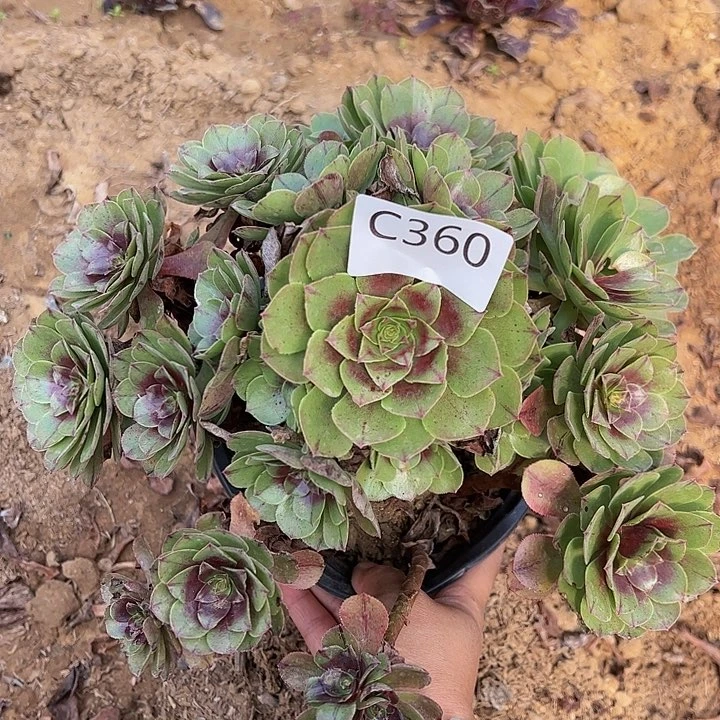 万拉丝多肉植物360