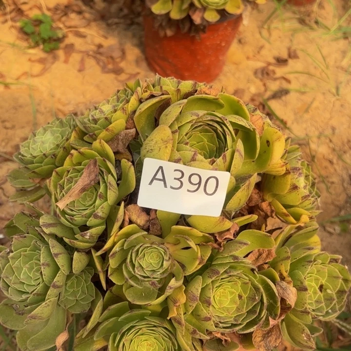 万拉丝多肉植物390