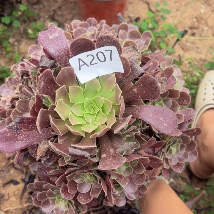 欧子多肉植物207