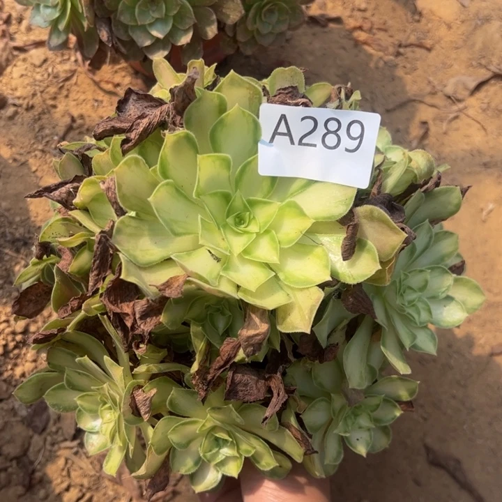 韶华多肉植物289