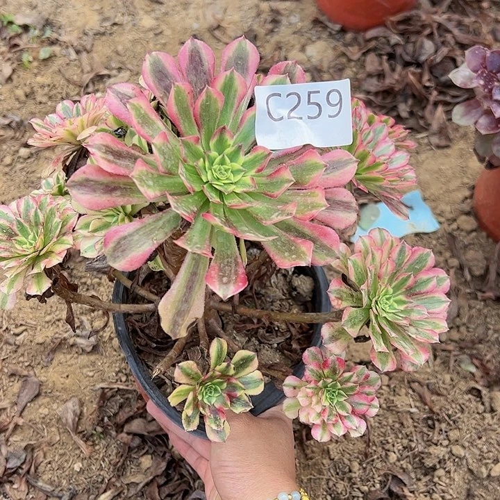 有断枝祝融多肉植物259