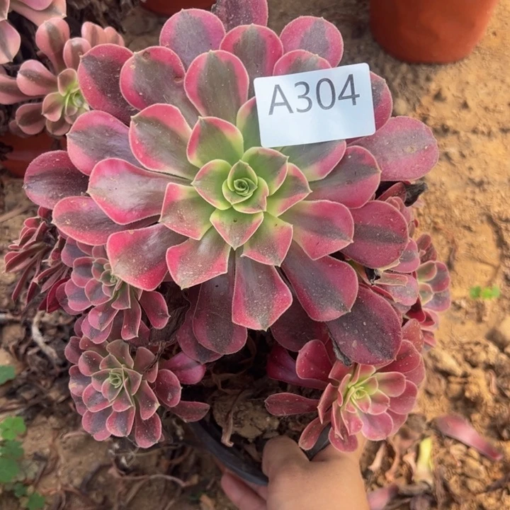 美杜莎多肉植物304