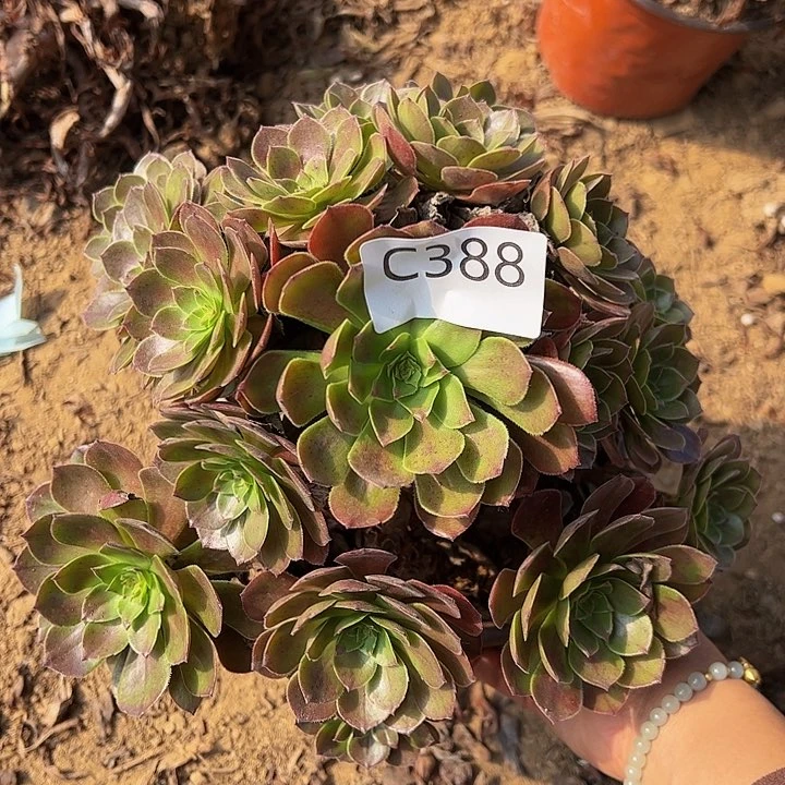 黑魔多肉植物388
