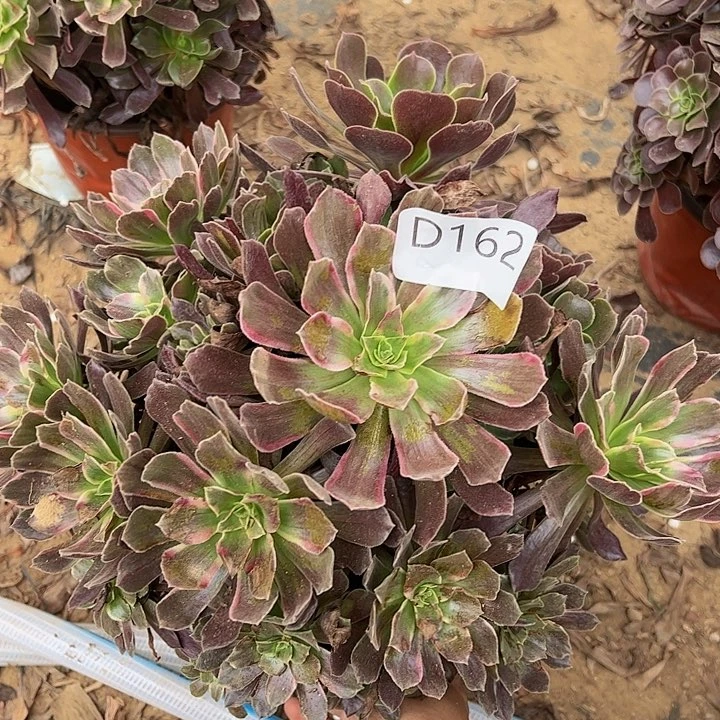 赤霞飞微瑕多肉植物162