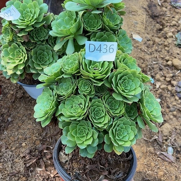 绿羊绒多肉植物436