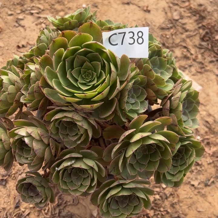 万拉丝多肉植物738