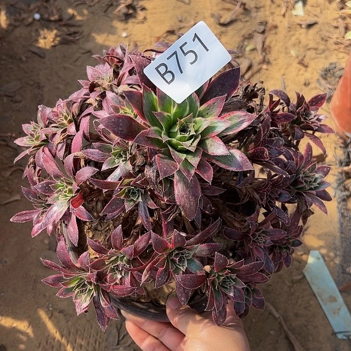 惊鸿多肉植物751