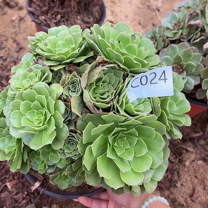 绿杨绒多肉植物024