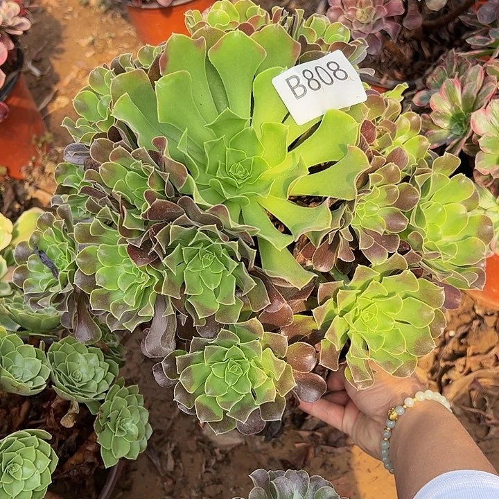 欧绿多肉植物808