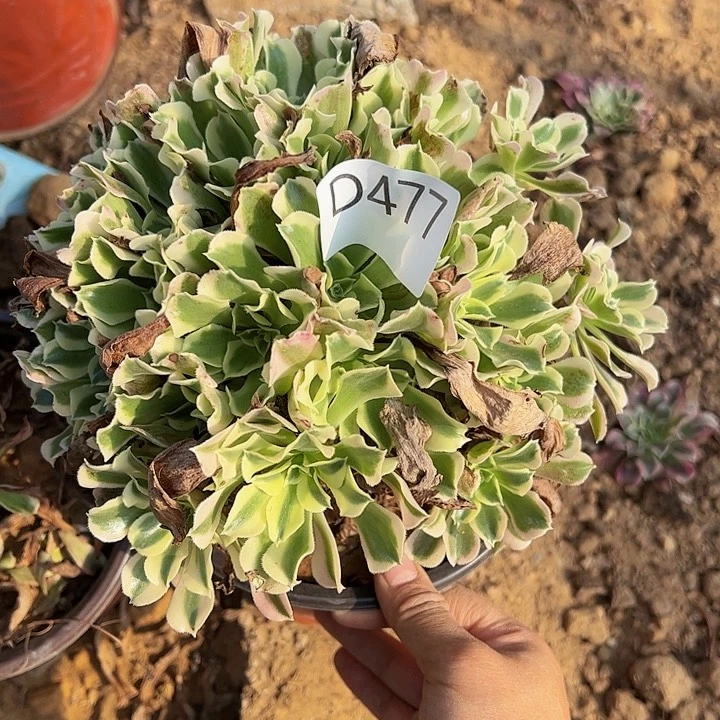 白凤多肉植物477