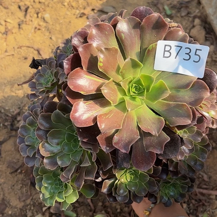 欧子多肉植物735