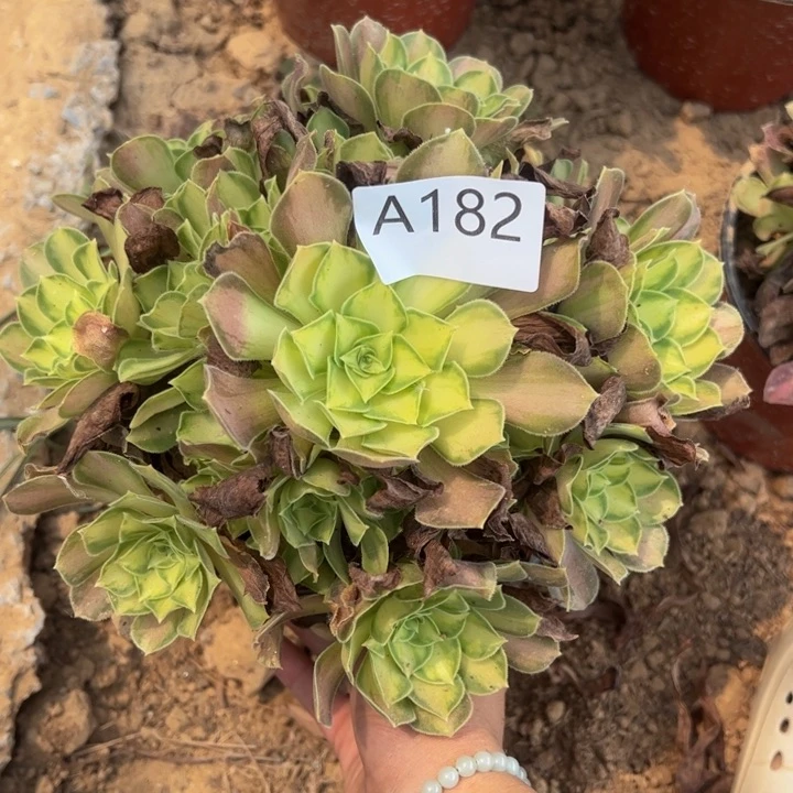 韶华多肉植物182