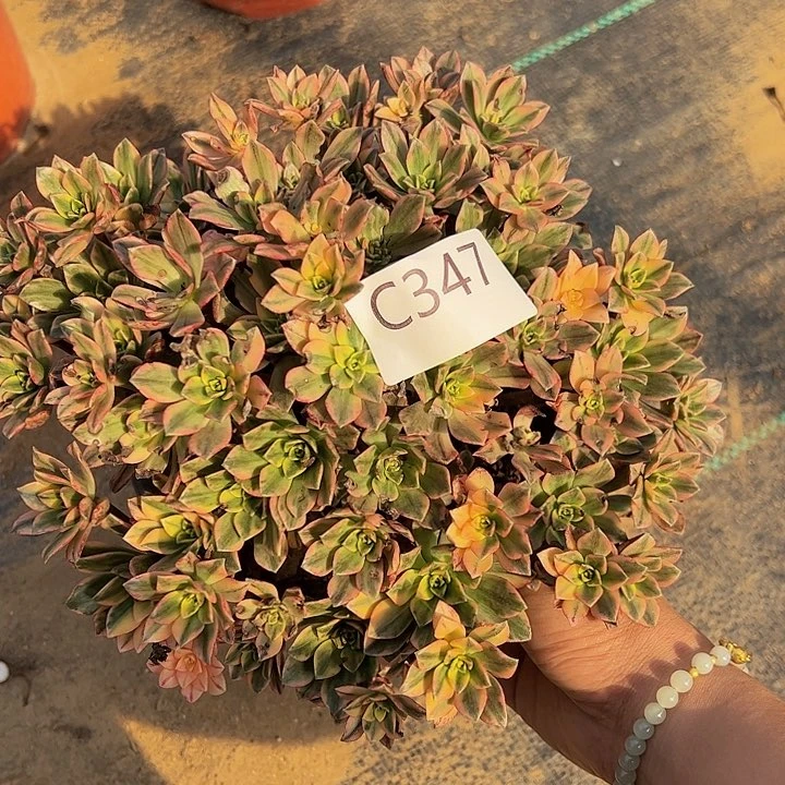 微瑕甜茶多肉植物347