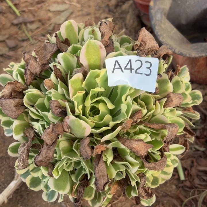 白凤多肉植物微瑕423