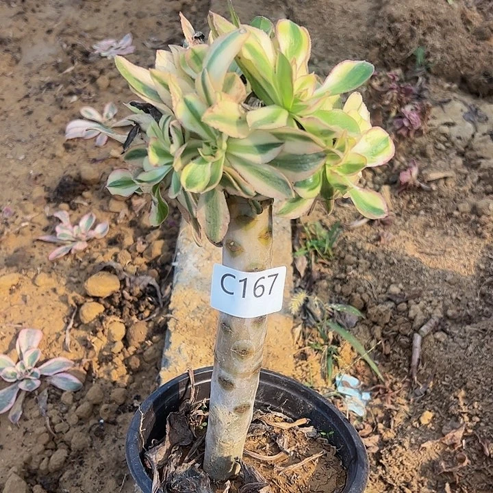 艳资锦多肉植物167