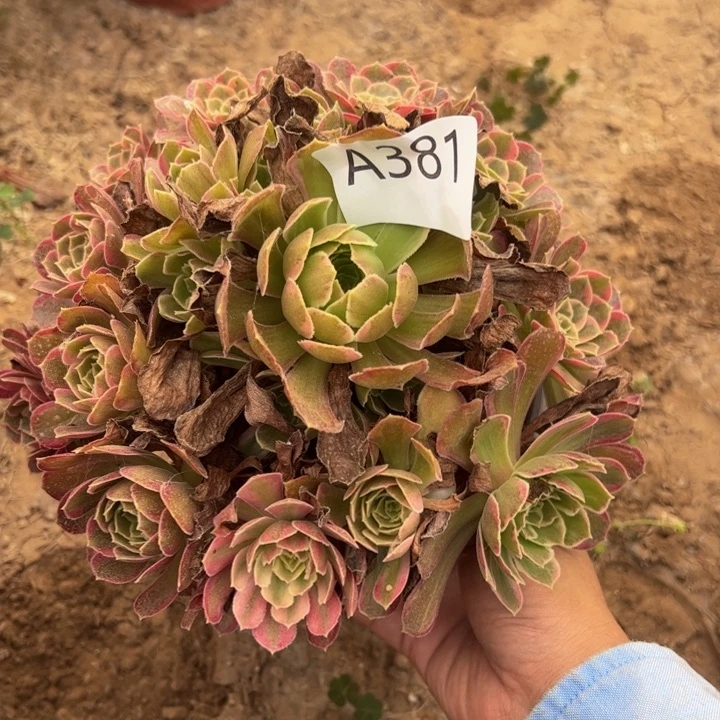 安娜多肉植物381。