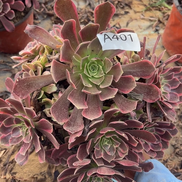微瑕金丝却多肉植物401