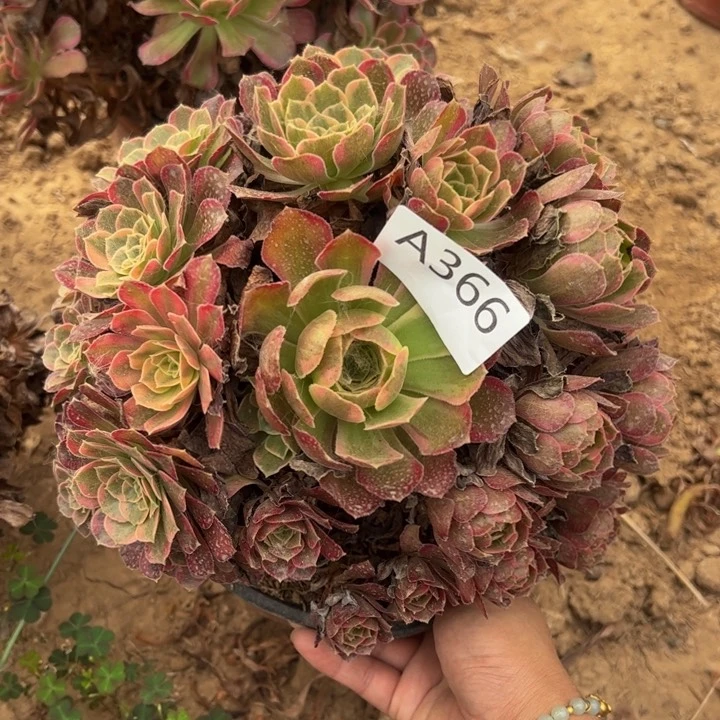 安娜多肉植物366