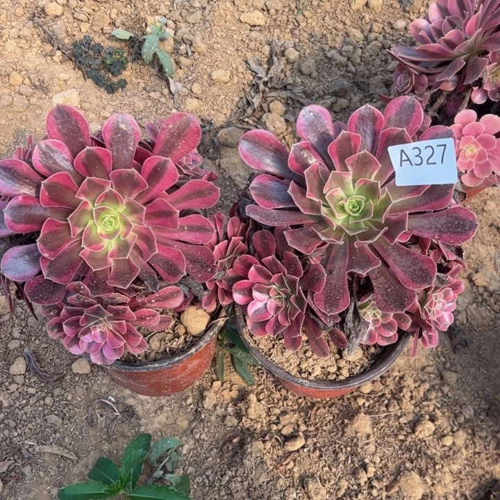 美杜莎2颗多肉植物327