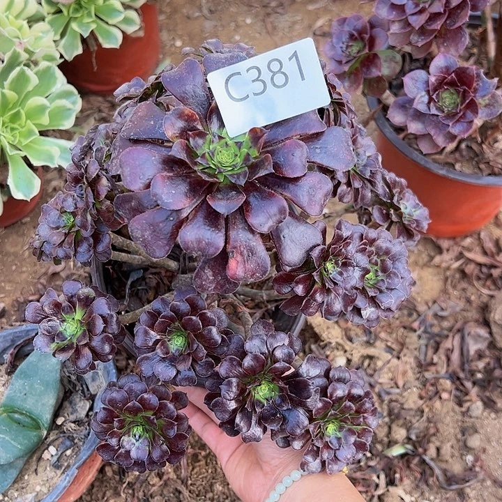 墨筒多肉植物381