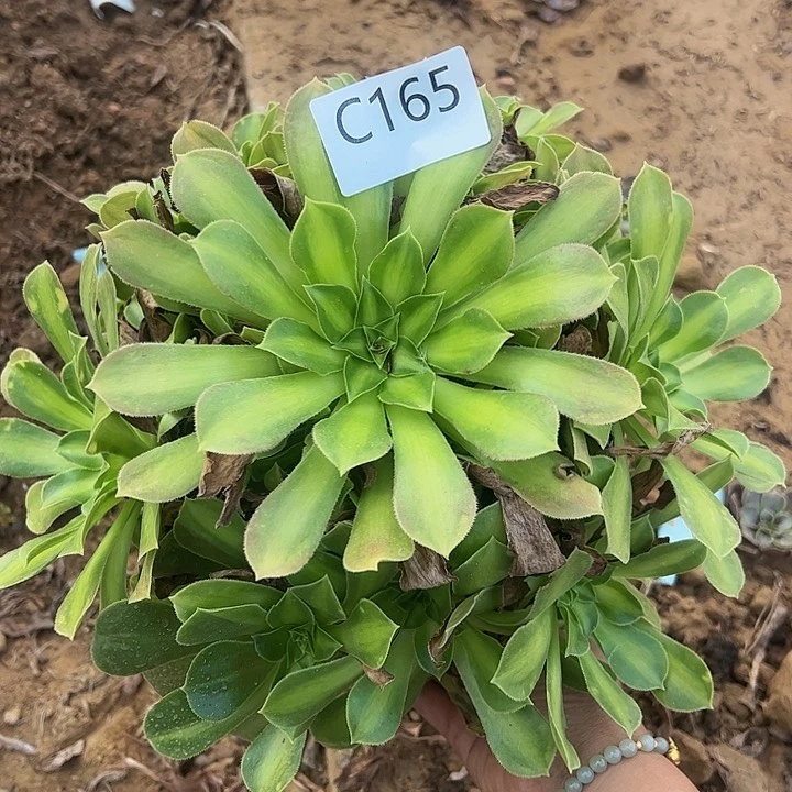 韶华多肉植物165