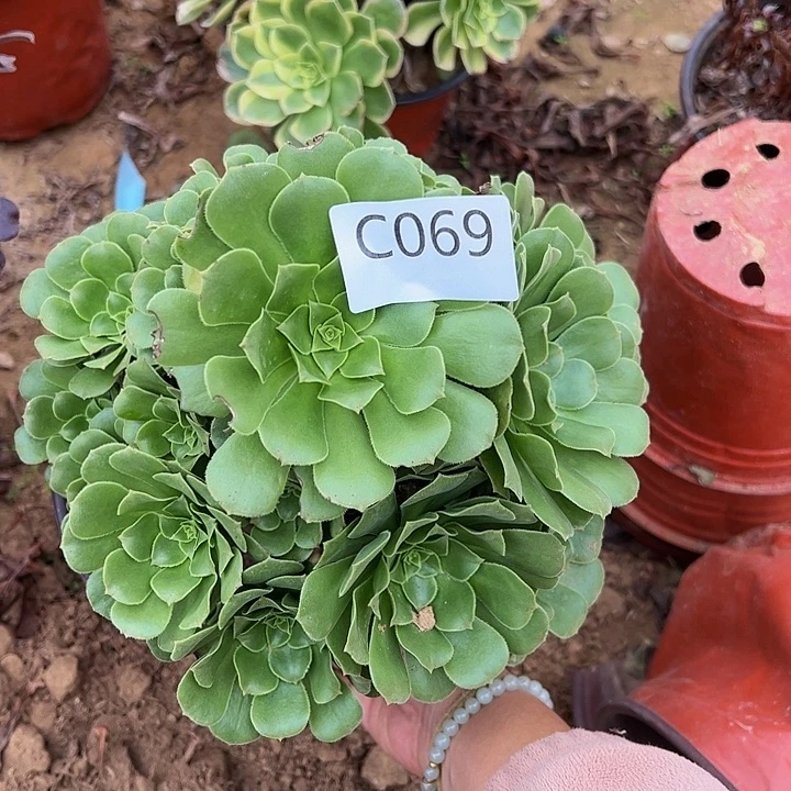 绿羊绒多肉植物069