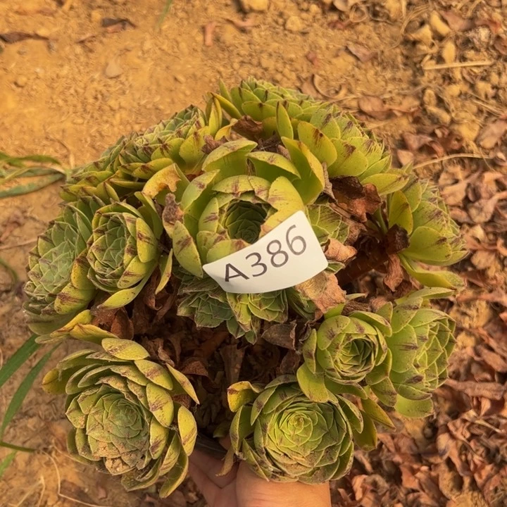 安娜多肉植物386