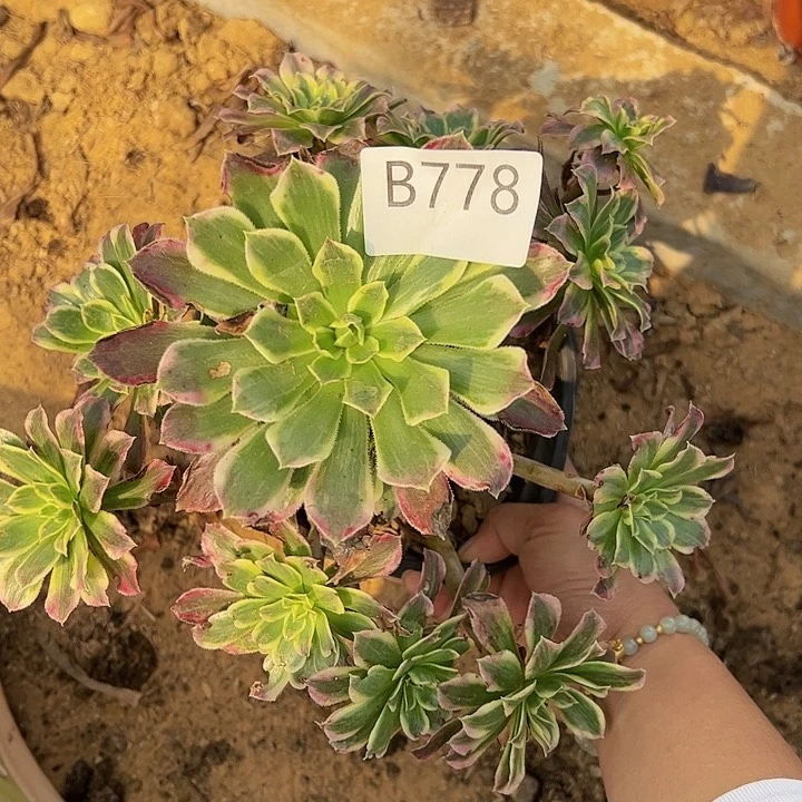 天合多肉植物778