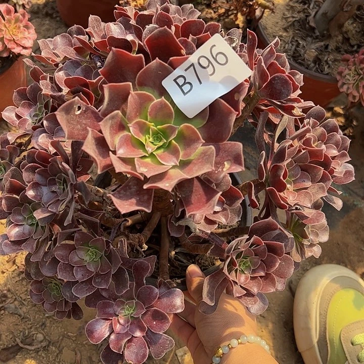 欧子多肉植物796