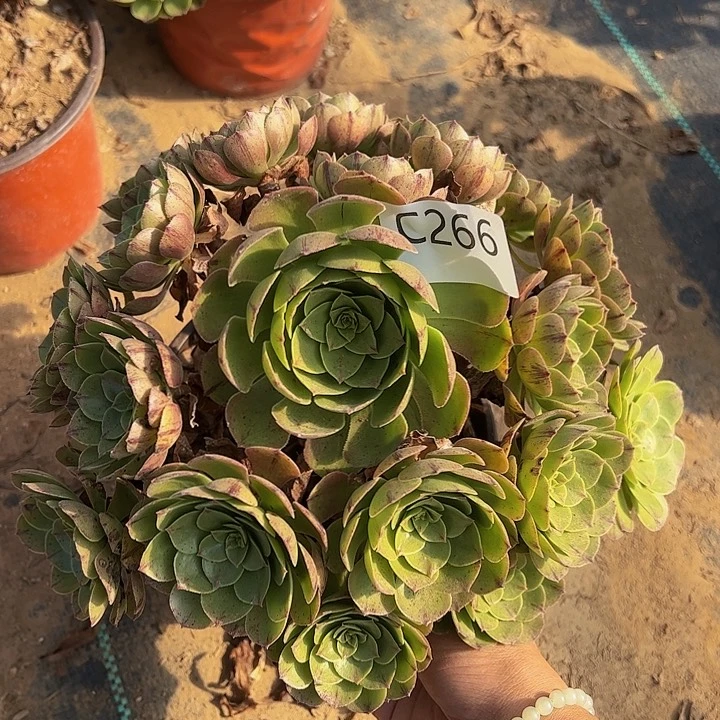 偏头万拉丝多肉植物266