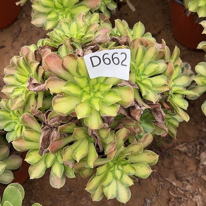 韶华多肉植物662