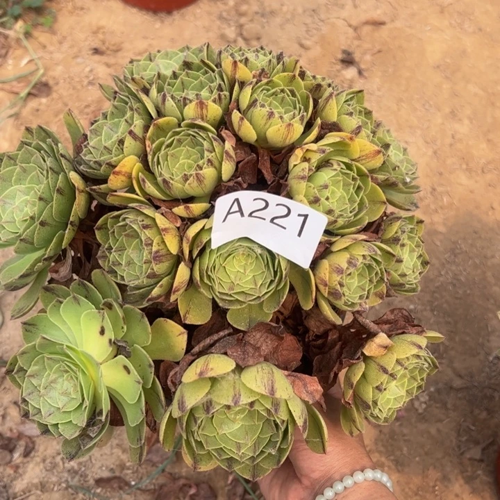 万拉丝多肉植物221