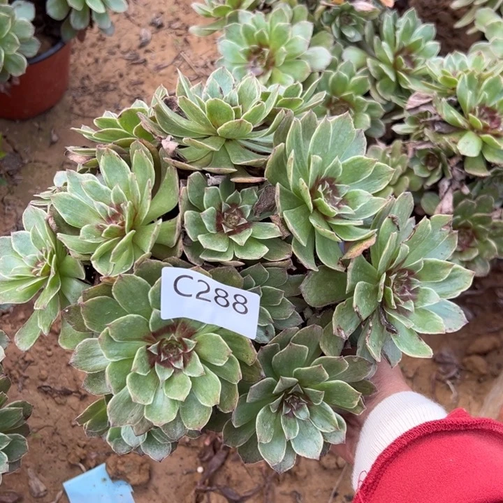 红霞多肉植物288