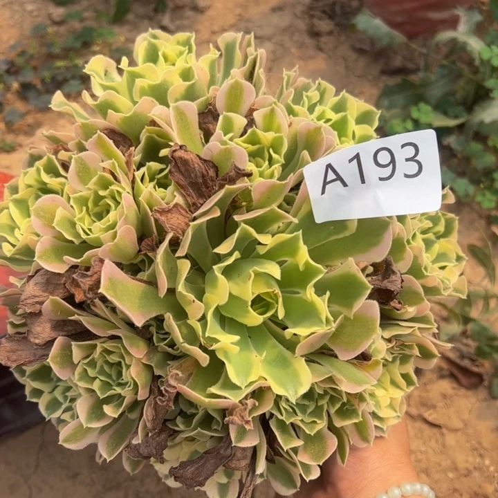 白凤多肉植物193