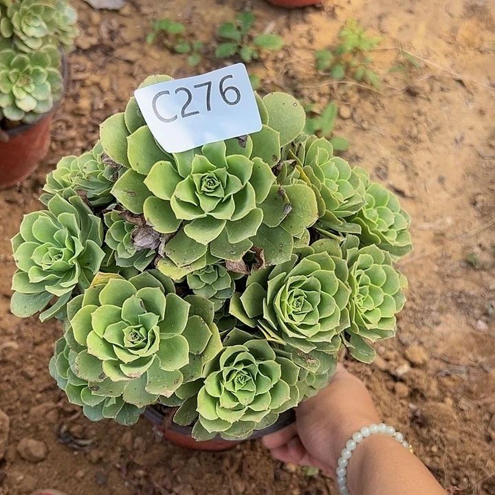 有断枝绿杨蓉多肉植物276