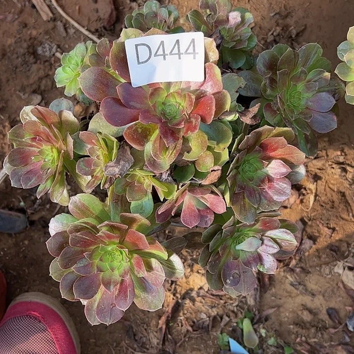 微瑕赤炎链多肉植物444