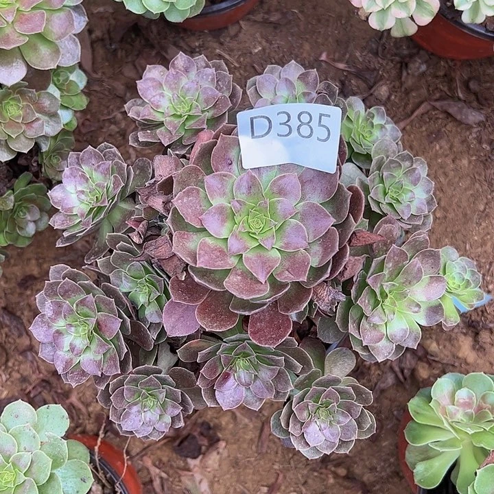 赤炎链多肉植物385