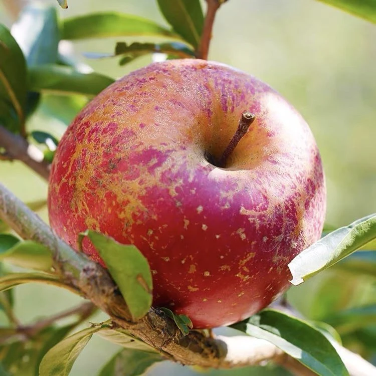 大凉山正宗丑苹果冰糖心新鲜水果当季现摘现发盐源红富士脆甜好吃