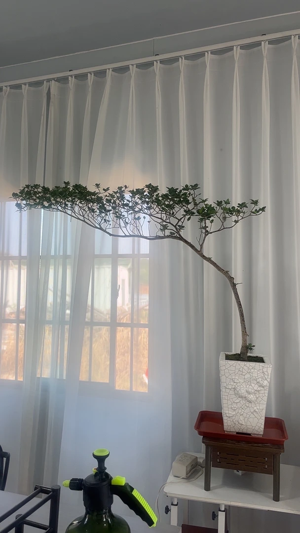 海岛栀子花室内茶室办公室会所  观赏禅意高端盆景