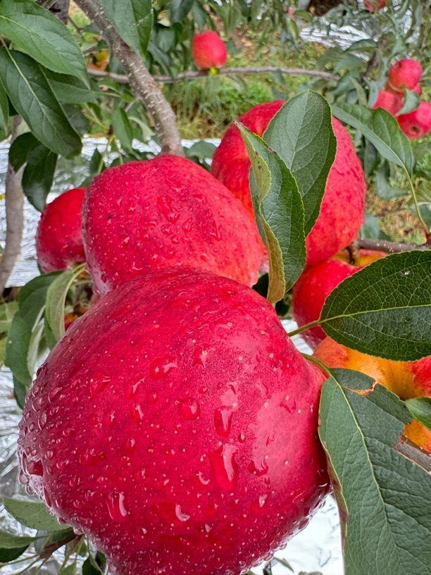 云南昭通早熟苹果红露