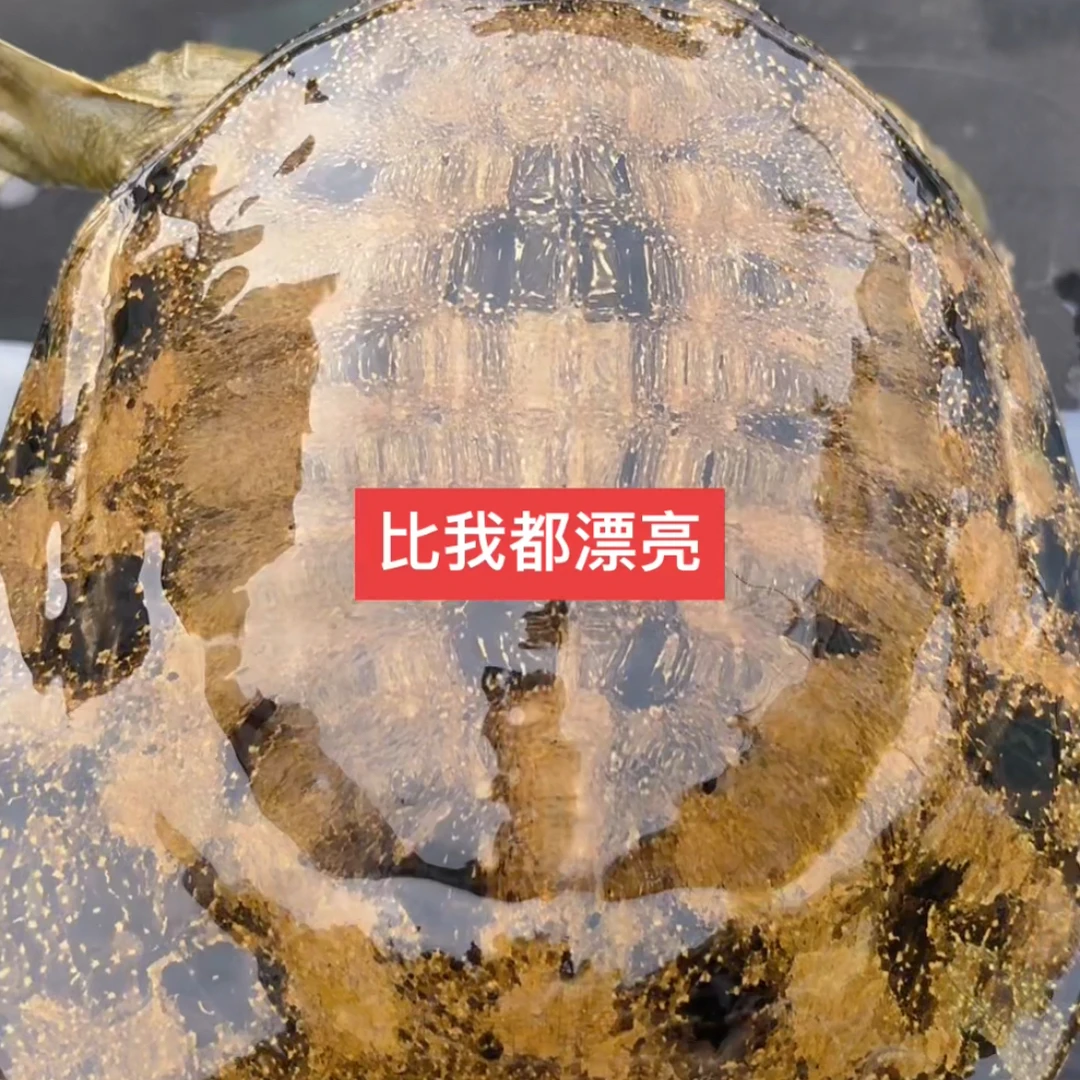 乡里甲鱼王八鳖（直播间看鱼改价格）