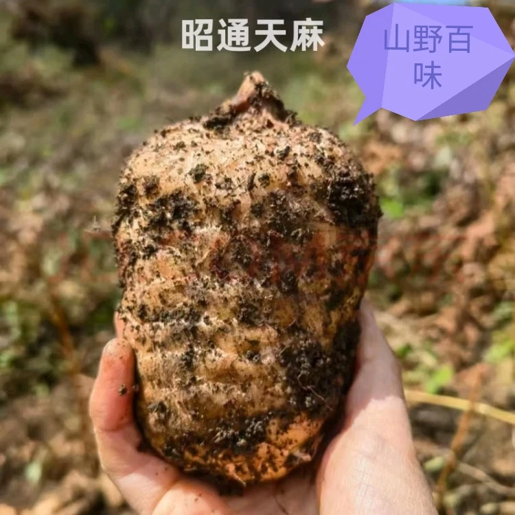 云南昭通小草坝乌天麻，个头饱满，天麻素含量高。