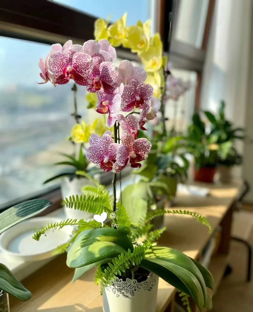 带剑《黑杰克》2.8寸杯蝴蝶兰，皮实好养新手必入品种  不带花发货