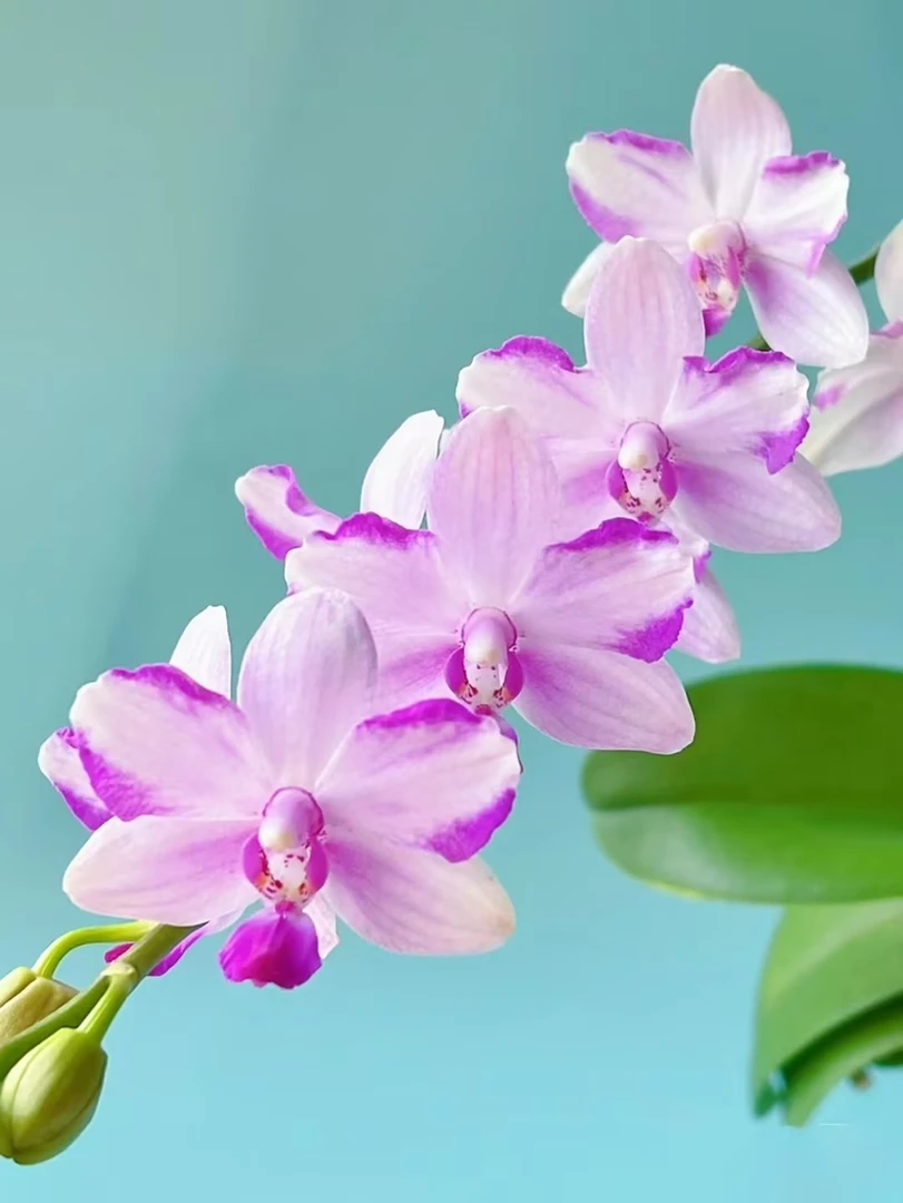 带剑【紫水晶】2.8寸夏花型蝴蝶兰，耐热型带香品，没开花