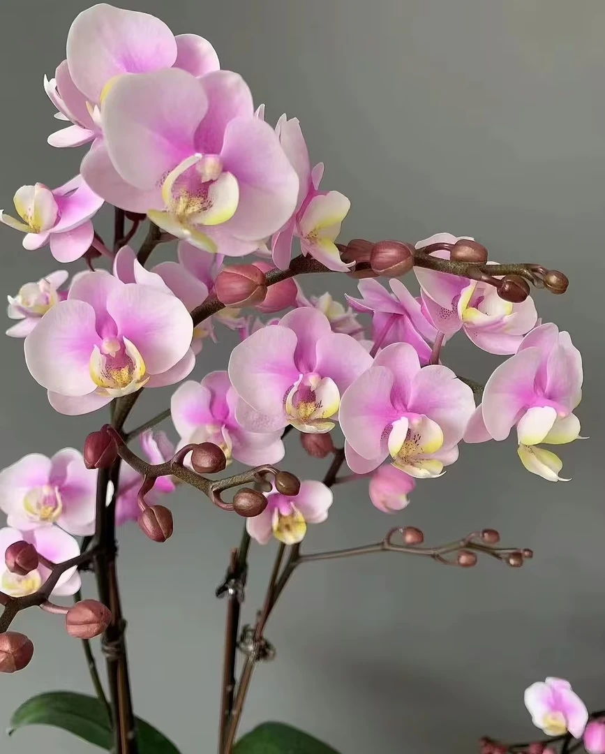 带2剑《小梅花》2.8寸香味蝴蝶兰,皮实好养,苗子不带花