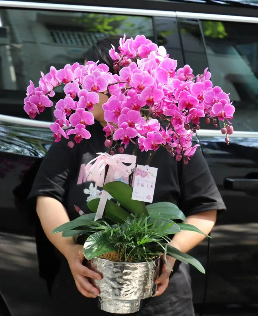 丰花品种，带剑《婚宴》2.8寸杯蝴蝶兰，苗子不带花